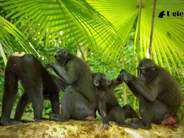 Taman Nasional Tangkoko